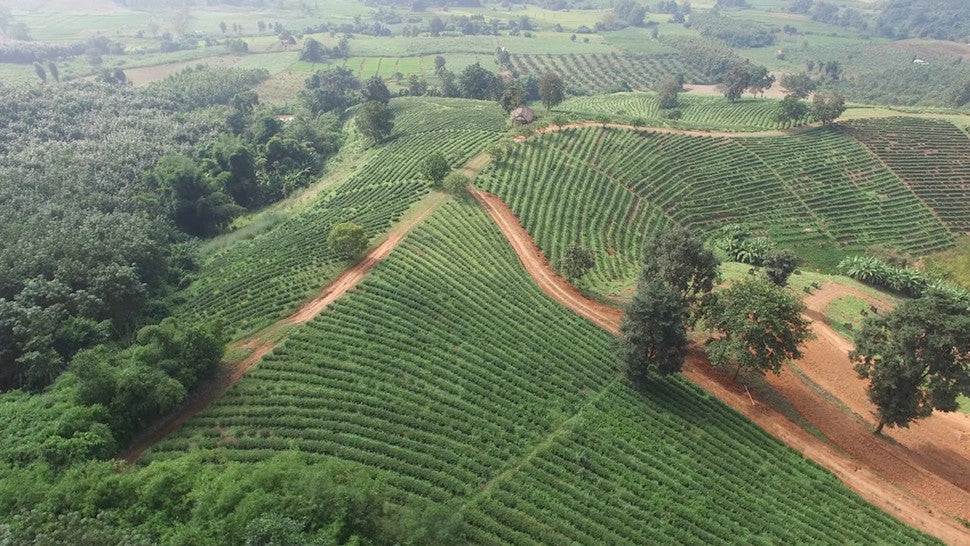 Our Royal HealTea is grown in the foothill of Golden Triangle in ChiangRai province, Thailand.